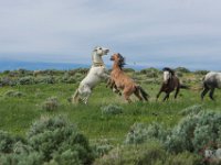 Sand Wash Wild Horses